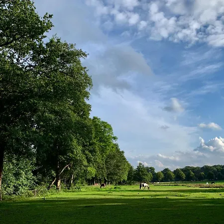 Wilde Moeflon, Geniet De Vrije Natuur! *