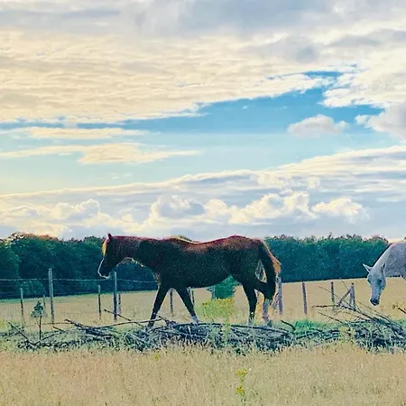 Wilde Moeflon, Geniet De Vrije Natuur! *
