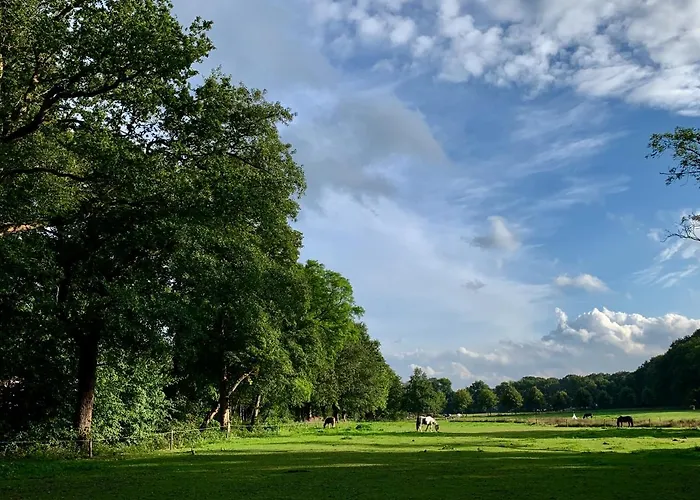 Wilde Moeflon, Geniet De Vrije Natuur! *