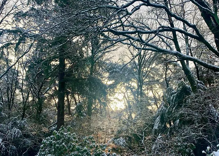 Wilde Moeflon, Geniet De Vrije Natuur! Otterlo